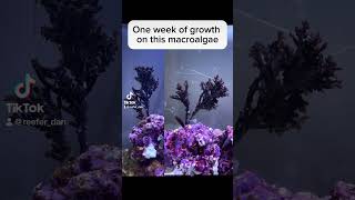 Impressive growth on this macroalgae algae in my fish and coral nano reef tank [upl. by Iegres]