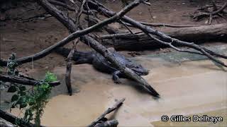 Tropisch onweer kaaimannen  Tropical storm Caimans  Orage tropical Caimans   ZOO Antwerpen [upl. by Vlada]