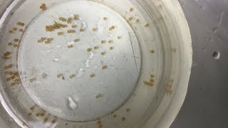 Breeding Corydoras paleatus [upl. by Ayanad]