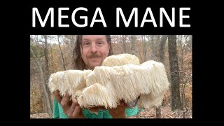 GIGANTIC LIONS MANE MUSHROOM [upl. by Hobart95]