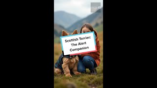 Scotlands Fiercest Friend The History of the Scottish Terrier in 60 Seconds [upl. by Ennalorac]