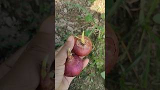 Onion planting at home🧅shortsyoutubeshortsshortsvideochayanikabarik [upl. by Ursulette329]