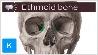 Ethmoid bone  Anatomical terms pronunciation  Kenhub [upl. by Innor]