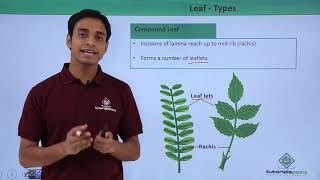 Class 11th – Leaf – Types  Morphology of Flowering Plants  Tutorials Point [upl. by Maribel]