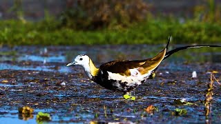 Bird Watching  Pheasant Tailed Jacana [upl. by Hauhsoj729]