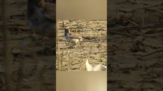 WhitebrowedWagtail Resident Wetlandbird Passerine Aravalli Mangarbani [upl. by Thurston]