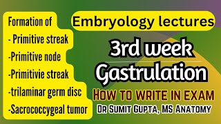 Gastrulation  Primitive streak  General embryology [upl. by Llien]