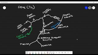 Abdominal Cavity Blood Supply and Anastomosis Foregut Midgut amp Hindgut [upl. by Mathias]