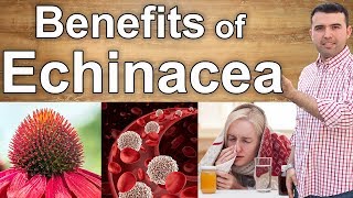 9 Benefits of Echinacea  From the Cold to Cancer [upl. by Atillertse]