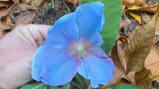 Blue Poppies And How To Care For Them [upl. by Beaufort]