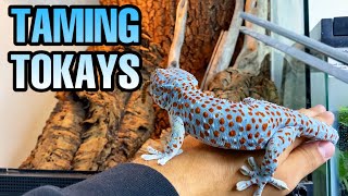 FEEDING MY TOKAY GECKOS  TAMING TOKAYS [upl. by Kcirred]