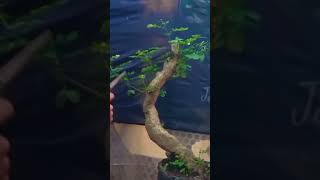 tips membuat bonsai ileng ileng [upl. by Niwdog267]