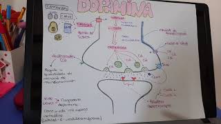 Neurotransmisor Dopamina fisiologia [upl. by Ayk]