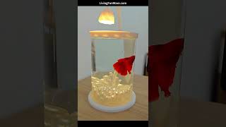 Creative Desktop Eco Tank  Betta Fish Special UltraClear Small Glass Tank [upl. by Amsirahc]