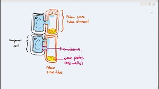 79 Phloem Structure Cambridge AS A Level Biology 9700 [upl. by Erleena]