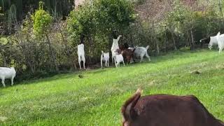 Boer Boer Goat Brampton Canada 1 [upl. by Giffie178]