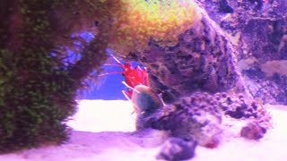 How to setup a 20 gallon reef tank Feeding Fire shrimp [upl. by Zamora]