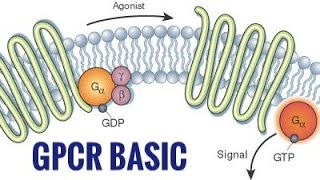 GPCR ll Cell signalling Basic cuetpreparation csirnetlifescience bsczoology cellbiology [upl. by Anitrak]