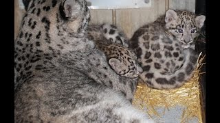 Assiniboine Park Zoo Newest Snow Leopards Cubs Need Names [upl. by Michi]