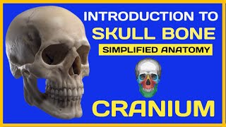 Skull Anatomy  Introduction To Skull Bones  Cranium [upl. by Sontich]