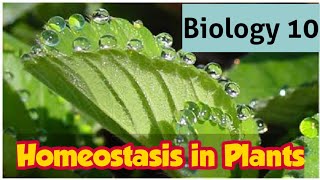 Homeostasis in Plants  10th Biology  Chapter 2 homeostasis Lec 2 [upl. by Hamrnand]