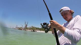 Sanibel SHARK fishing NONSTOP action Fort Myers Florida [upl. by Laney]