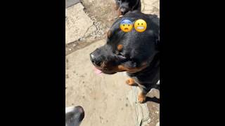 2 BIG ROTTWEILER ENCOUNTER puppy alaskanmalamutepuppy rotwellier [upl. by Gievlos]