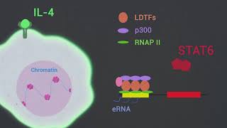 STAT6 mediates repression of inflammatory enhancers and limits activation of macrophages [upl. by Ardnossac]