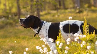 Are Pointer Dogs Prone to Excessive Barking [upl. by Nnayllek]