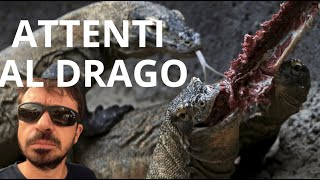 Il turista ucciso dal Drago di Komodo 🐉 [upl. by Tris94]