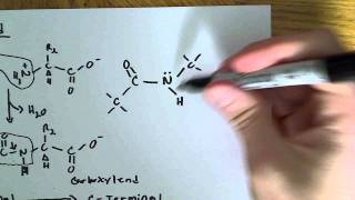 Peptide bond formation and relation to 3D structure [upl. by Neeleuqcaj625]