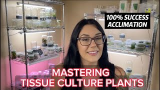 MASTERING TISSUE CULTURE PLANTS  HOW TO ACCLIMATE PLANTS FROM TISSUE CULTURE [upl. by Erreipnaej]