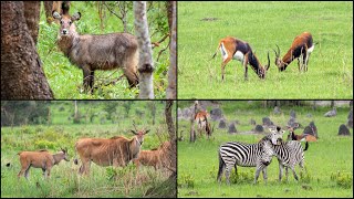 ZAMBIA Nsobe Game Camp  Game Drive [upl. by Arraek]