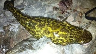 How to Skin a Burbot [upl. by Tannenbaum]