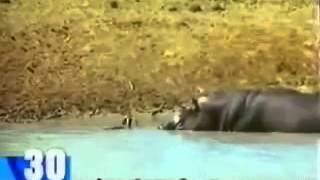 INCROYABLE MAIS VRAI  UN HIPPOPOTAME SAUVE UN IMPALA [upl. by Vicki545]