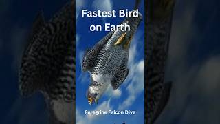 Peregrine Falcon Dive The Fastest Bird on Earth in Action [upl. by Nerrot993]