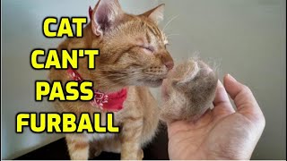 How Can I Help My Cat Pass A Hairball [upl. by Ykcaj]