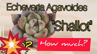 Echeveria Agavoides Shallot Agavoides EcheveriaAgavoides Shallot AgavoidesShallot [upl. by Yessydo356]