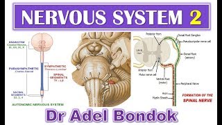 Introduction to the Nervous System Part 2 Dr Adel Bondok [upl. by Rihana75]