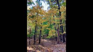 20241024 Leaves and wind on Blue trail in Deere Park Staten Island Greenbelt [upl. by Donaldson]