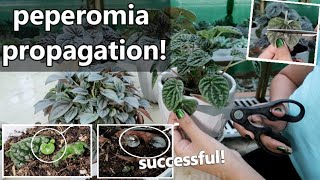 HOW TO PROPAGATE PEPEROMIA  Peperomia Propagation [upl. by Pentheam]