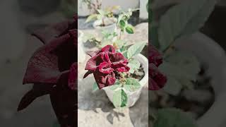 Black Rose  Brown Rose organicgardening plants gardening mytakeonhomeandgarden blackrose [upl. by Enatan]