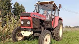 🔥Oporowa kiszonka 2023🌽Emisja spalin🔥🚜Ursus🚜VMAX🔥 [upl. by Lemmie]