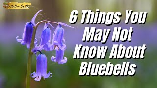 6 Things You May Not Know About Bluebells 😮 [upl. by Alfonse]