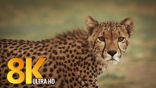 8K African Wildlife  Kgalagadi Transfrontier Park South Africa  Short Preview [upl. by Ornstead575]