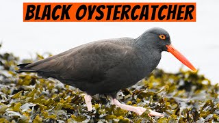 Learn This Bird — The Black Oystercatcher [upl. by Miller]