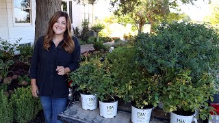 Planting Arbs Roses and Baptisia in the Garden 🌿 Garden Answer [upl. by Jany]