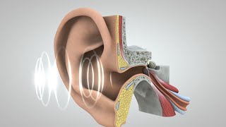 El viaje del sonido al cerebro [upl. by Tierell378]