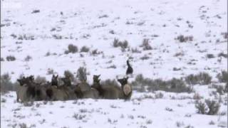 Wolves hunting elk  Yellowstone  BBC [upl. by Nerot]