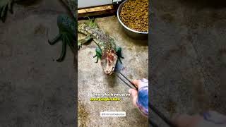 Makanan kesukaan caiman lizard faktaunik animalfacts facts animalknowledge fakta [upl. by Manara237]